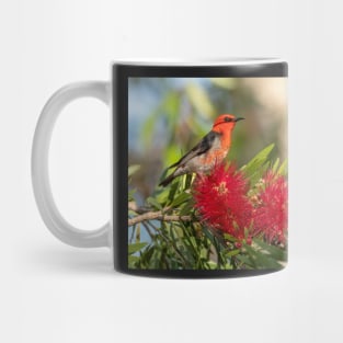 Scarlet Honeyeater, Maleny, Queensland Mug